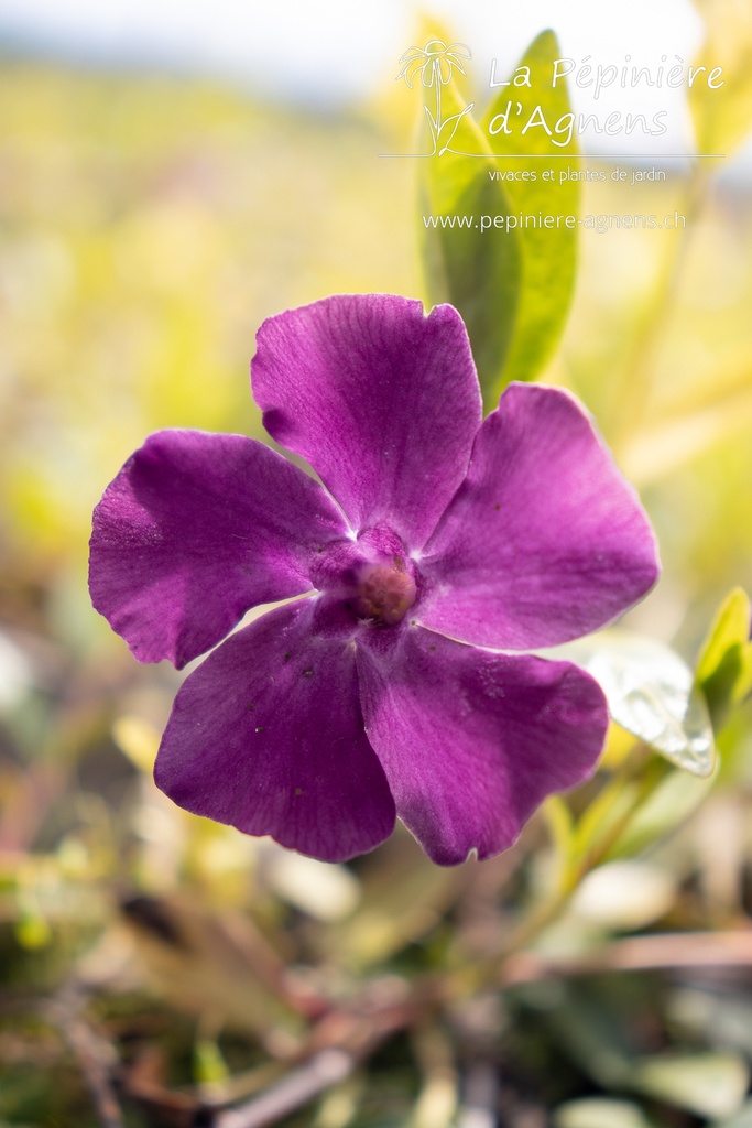 Vinca minor 'Atropurpurea'- la Pépinière d'Agnens