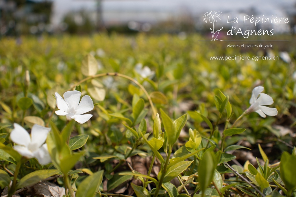 Vinca minor 'Alba'- la Pépinière d'Agnens