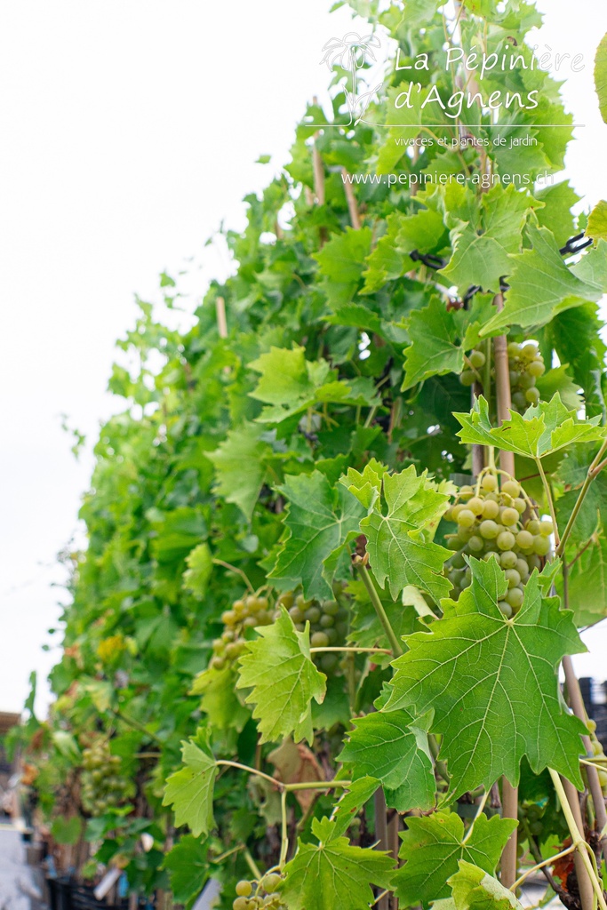 Vitis Raisin 'Birstaler Muscat'- la Pépinière d'Agnens