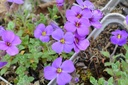 Aubrieta hybride 'Hamburger Stadtpark' - La pépinière d'Agnens