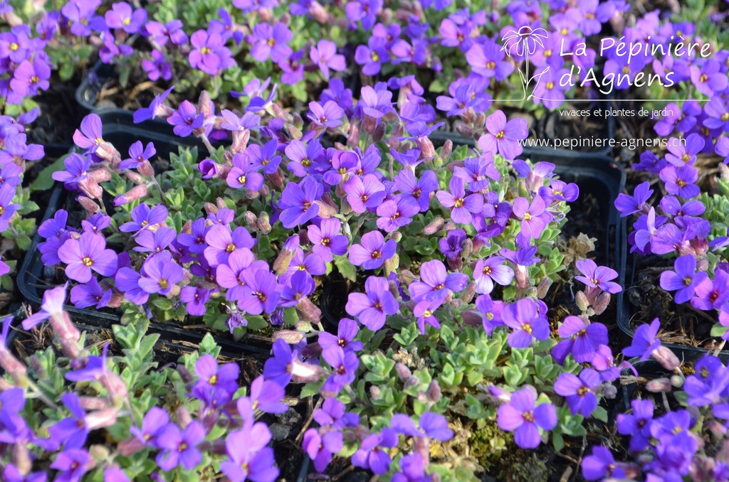 Aubrieta hybride 'Hamburger Stadtpark' - La pépinière d'Agnens