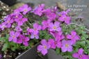 Aubrieta hybride 'Rosenteppich' - La pépinière d'Agnens