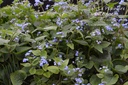 Brunnera macrophylla- La pépinière d'Agnens