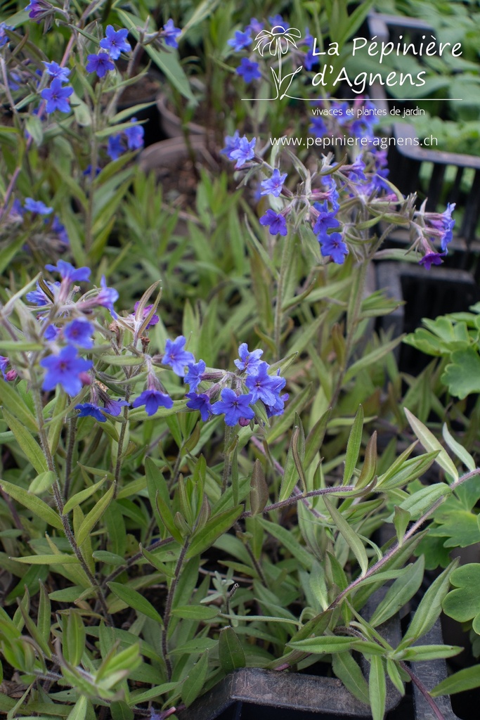 Buglossoides purpurocaerulea - La pépinière d'Agnens