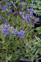 Buglossoides purpurocaerulea - La pépinière d'Agnens