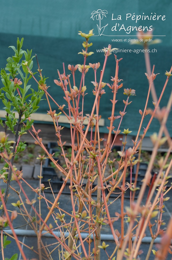 Cornus sanguinea 'Winter Beauty' - La Pépinière d'Agnens