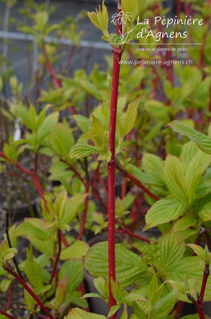 Cornus alba 'Sibirica' - La Pépinière d'Agnens