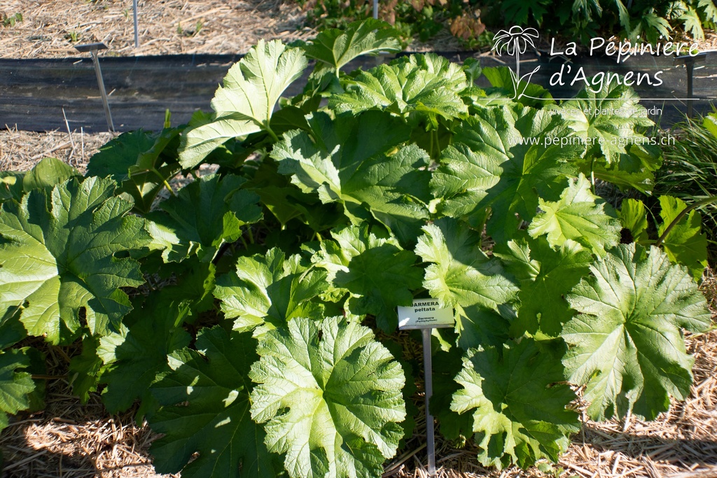 Darmera peltata - La Pépinière d'Agnens