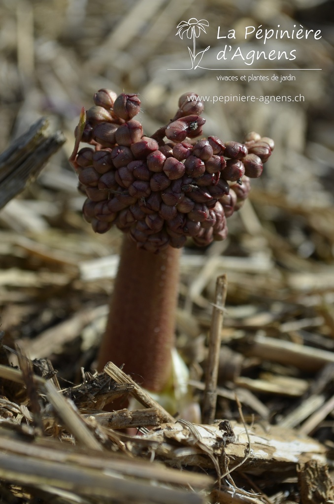 Darmera peltata - La Pépinière d'Agnens