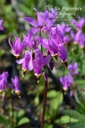 Dodecatheon meadia 'Red Wings' -La Pépinière d'Agnens