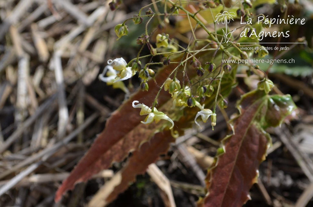 Epimedium hybride 'Spine Tingler' -La Pépinière d'Agnens