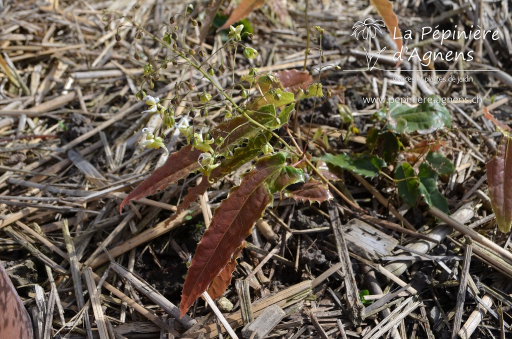 Epimedium hybride 'Spine Tingler' -La Pépinière d'Agnens