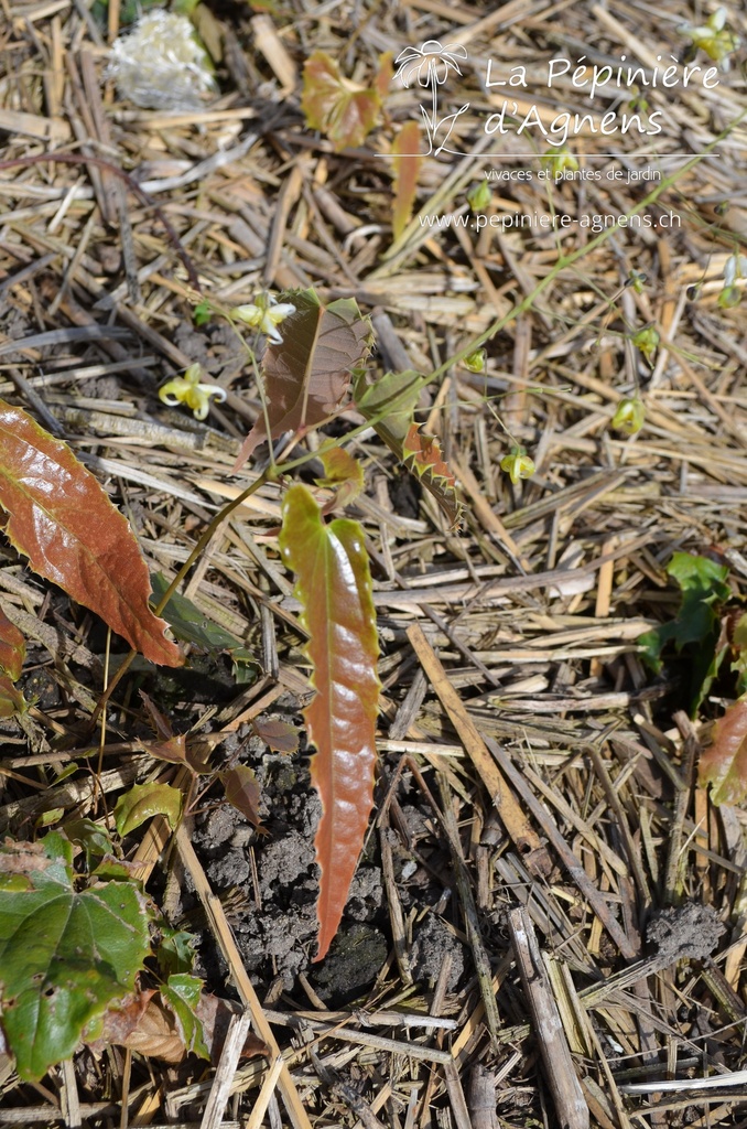 Epimedium hybride 'Spine Tingler' -La Pépinière d'Agnens