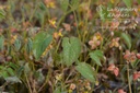 Epimedium warleyense (x) 'Orangekönigin' -La Pépinière d'Agnens