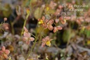 Epimedium warleyense (x) 'Orangekönigin' -La Pépinière d'Agnens