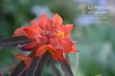 Euphorbia griffithii 'Dixter' -La Pépinière d'Agnens