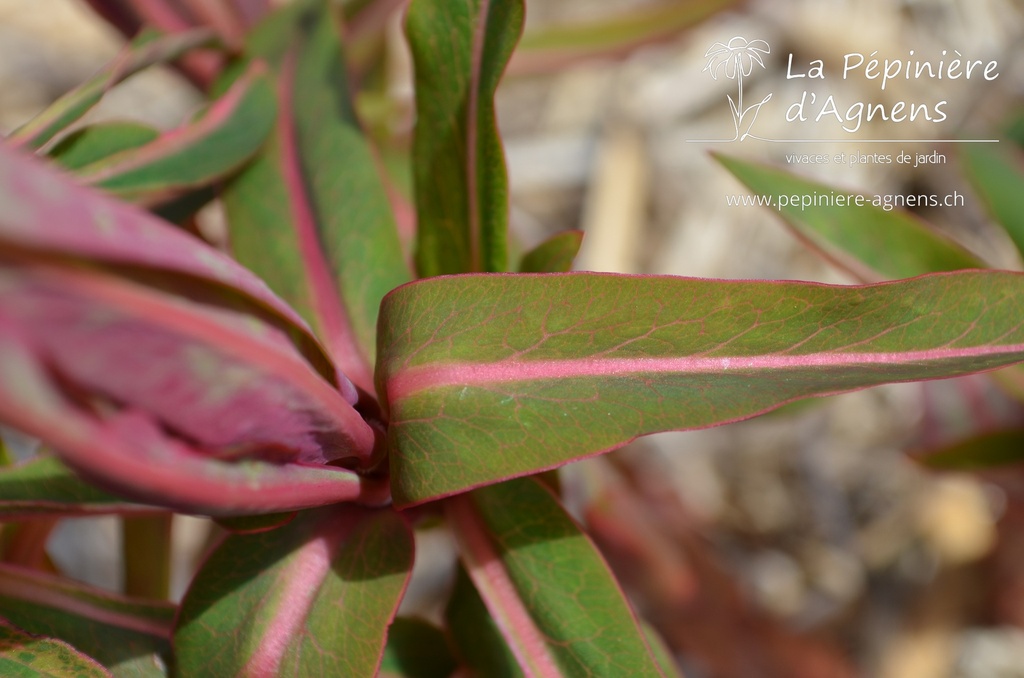 Euphorbia griffithii 'Dixter' -La Pépinière d'Agnens