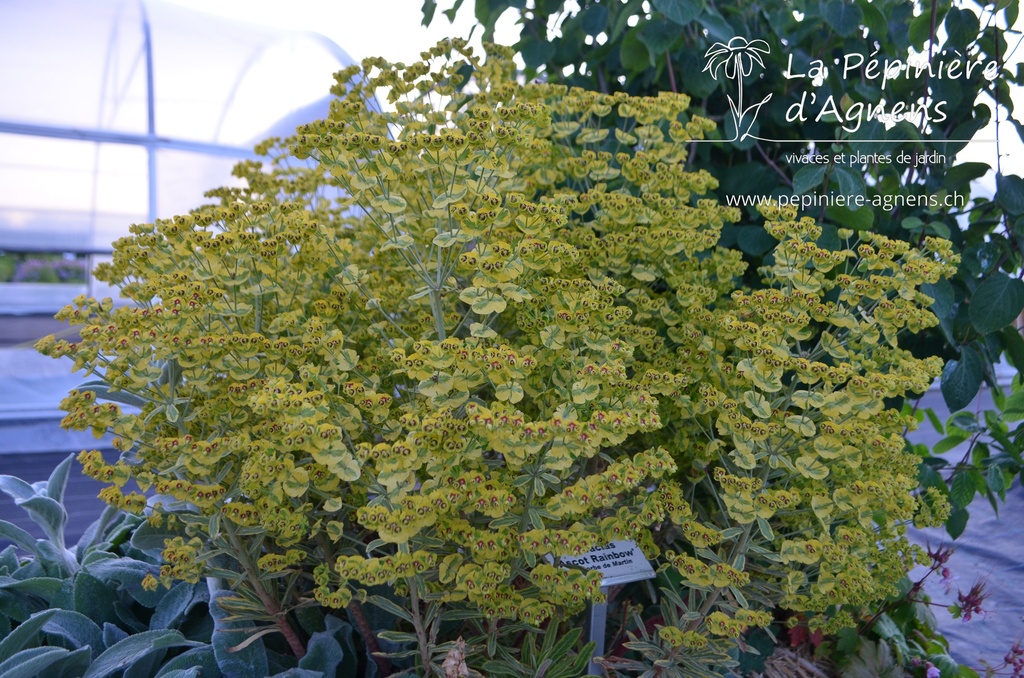 Euphorbia martinii (x) 'Ascot Rainbow' -La Pépinière d'Agnens