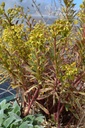 Euphorbia martinii (x) 'Ascot Rainbow' -La Pépinière d'Agnens