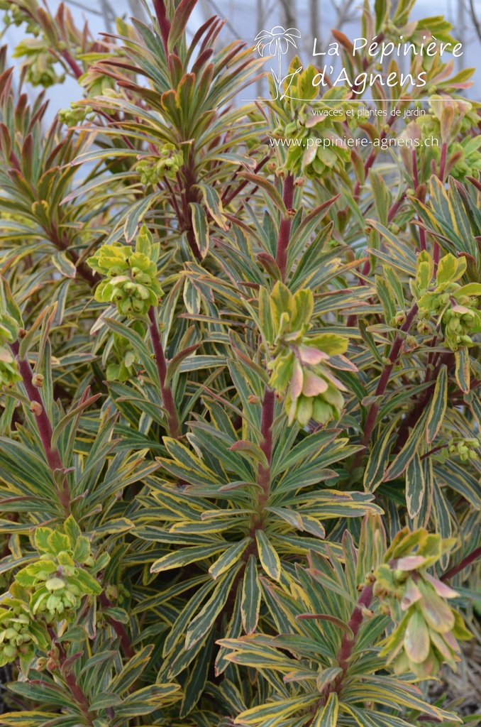 Euphorbia martinii (x) 'Ascot Rainbow' -La Pépinière d'Agnens