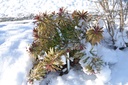 Euphorbia martinii (x) 'Ascot Rainbow' -La Pépinière d'Agnens