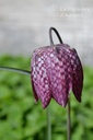 Fritillaria meleagris mélange -La Pépinière d'Agnens