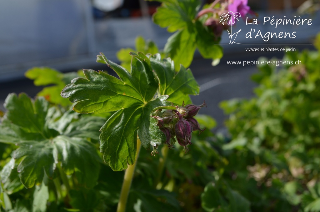 Geranium macrorrhizum -La Pépinière d'Agnens