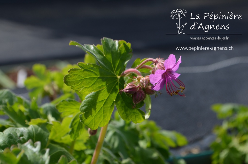 Geranium macrorrhizum -La Pépinière d'Agnens