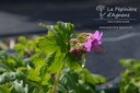 Geranium macrorrhizum -La Pépinière d'Agnens