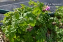 Geranium macrorrhizum -La Pépinière d'Agnens