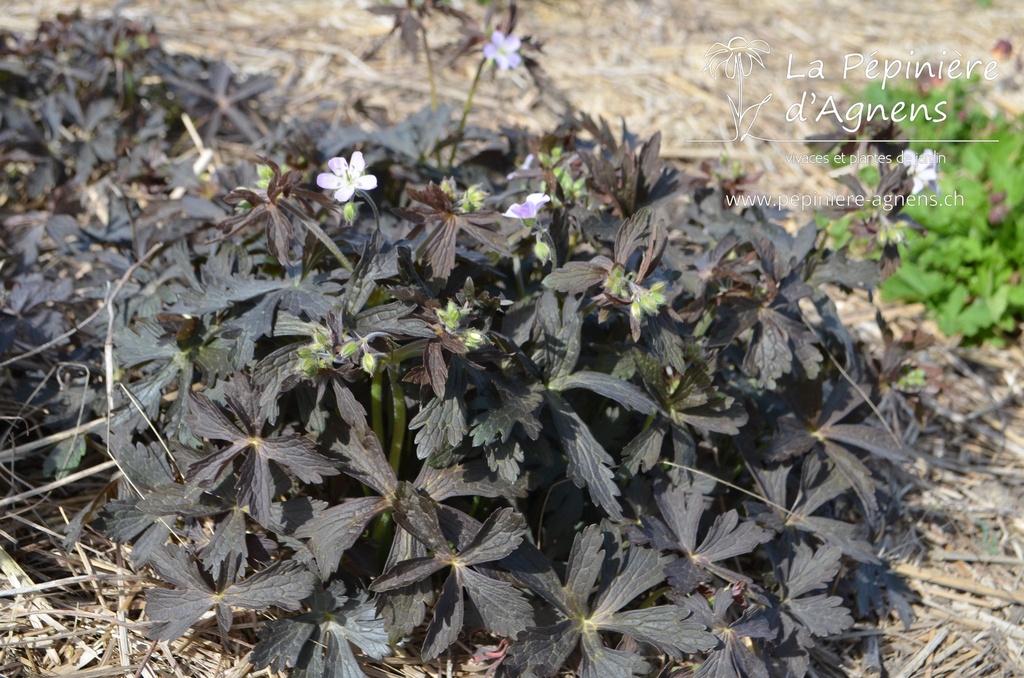 Geranium maculatum 'Espresso' -La Pépinière d'Agnens