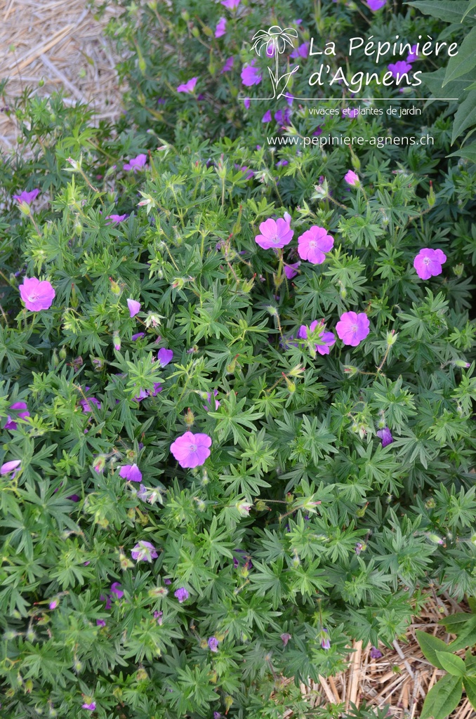 Geranium sanguineum -La Pépinière d'Agnens