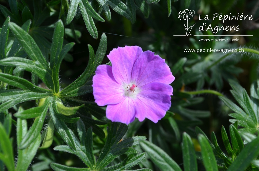 Geranium sanguineum -La Pépinière d'Agnens