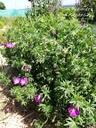 Geranium sanguineum -La Pépinière d'Agnens