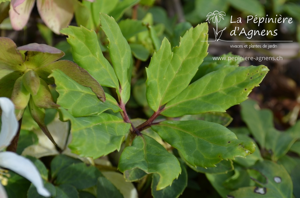 Helleborus niger -La Pépinière d'Agnens