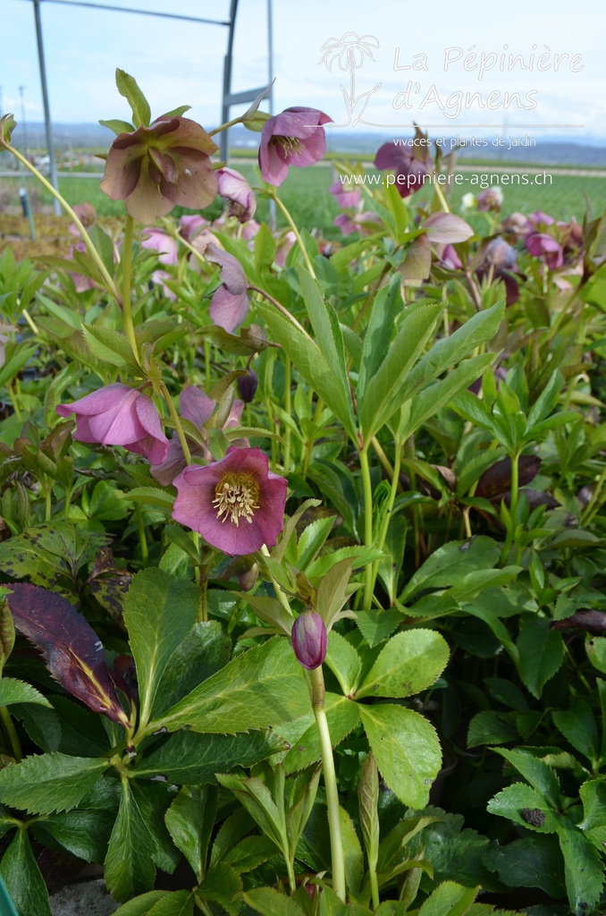 Helleborus orientalis 'Pink Lady' -La Pépinière d'Agnens