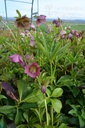 Helleborus orientalis 'Pink Lady' -La Pépinière d'Agnens