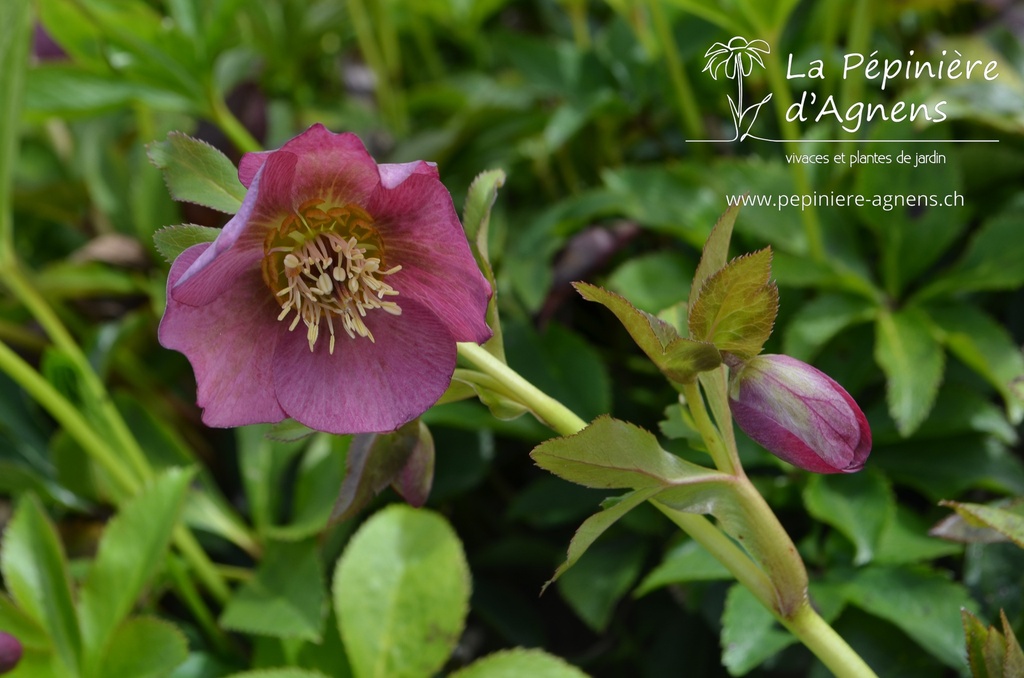 Helleborus orientalis 'Pink Lady' -La Pépinière d'Agnens