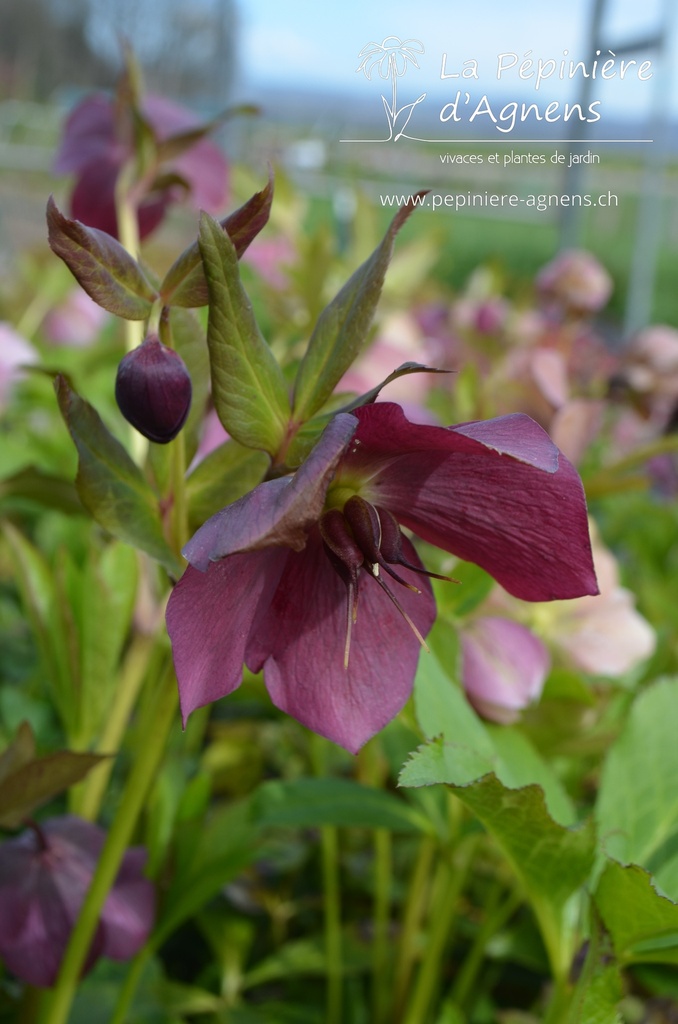 Helleborus orientalis 'Pink Lady' -La Pépinière d'Agnens