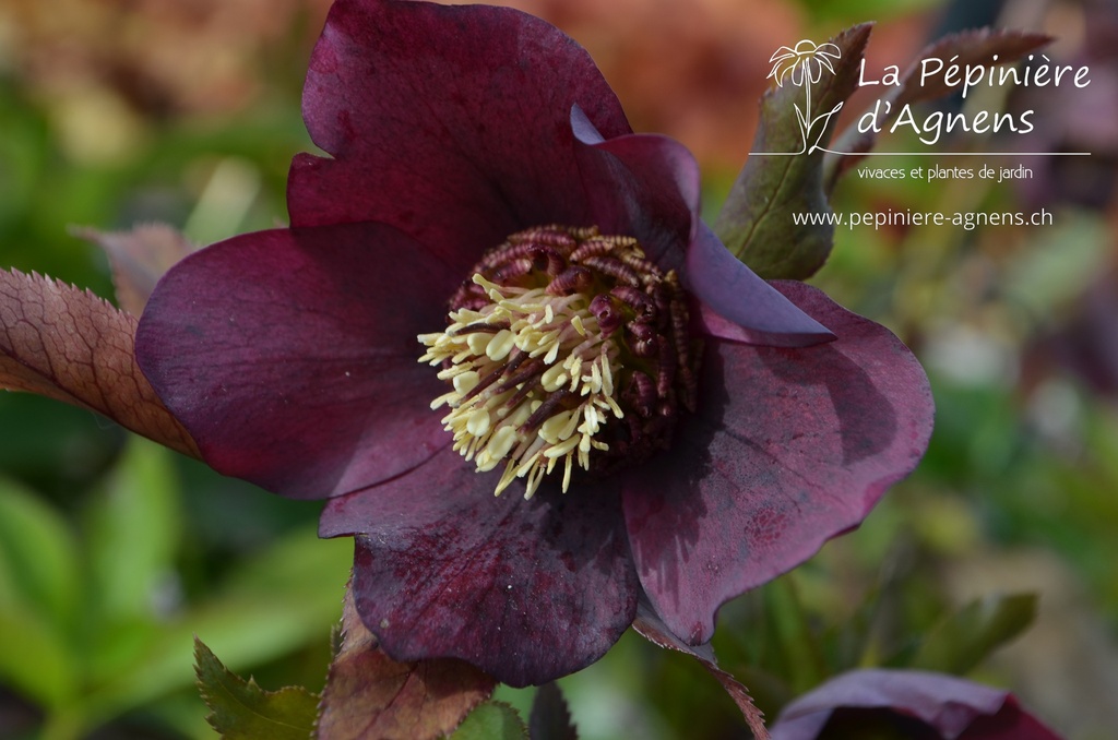 Helleborus orientalis 'Red Lady' -La Pépinière d'Agnens