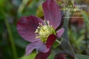 Helleborus orientalis 'Red Lady' -La Pépinière d'Agnens