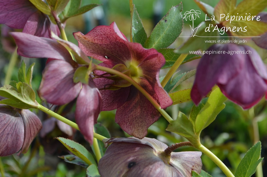 Helleborus orientalis 'Red Lady' -La Pépinière d'Agnens