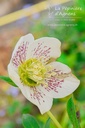 Helleborus orientalis 'White Spotted' -La Pépinière d'Agnens