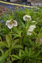 Helleborus orientalis 'White Spotted' -La Pépinière d'Agnens