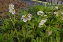 Helleborus orientalis 'White Spotted' -La Pépinière d'Agnens