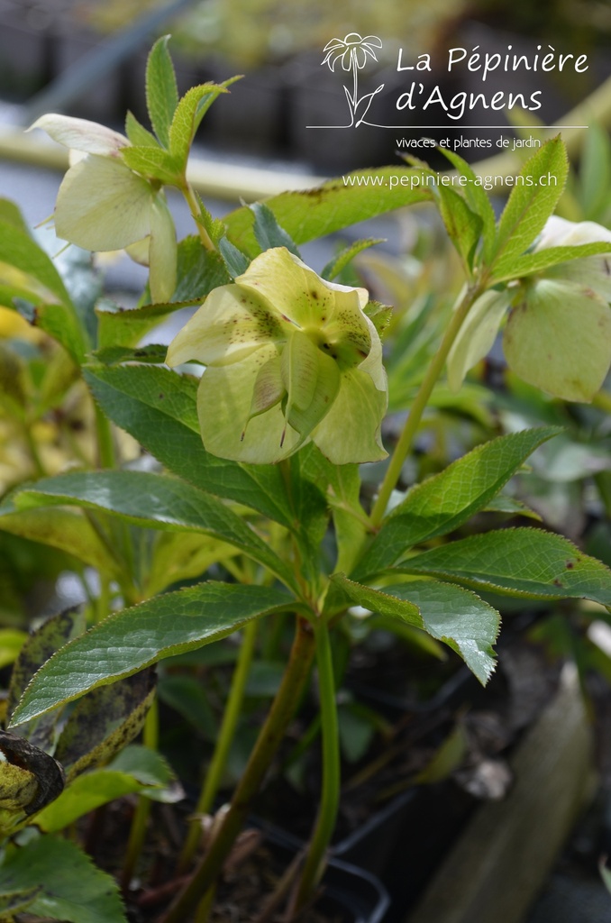 Helleborus orientalis 'Yellow Lady' -La Pépinière d'Agnens