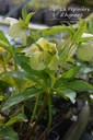 Helleborus orientalis 'Yellow Lady' -La Pépinière d'Agnens