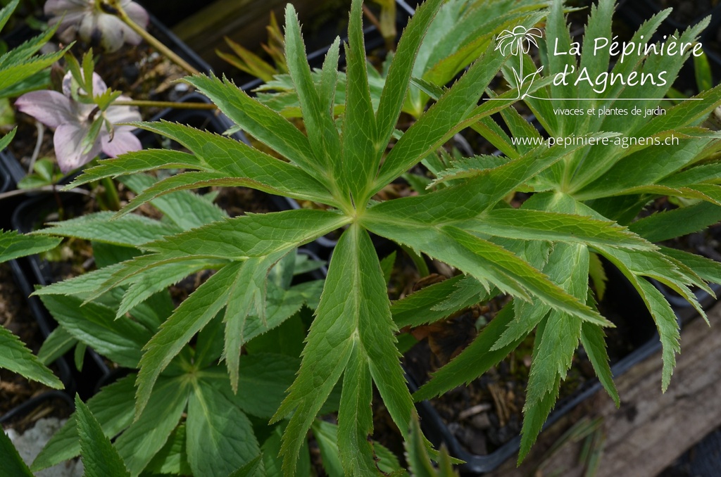 Helleborus purpurascens -La Pépinière d'Agnens