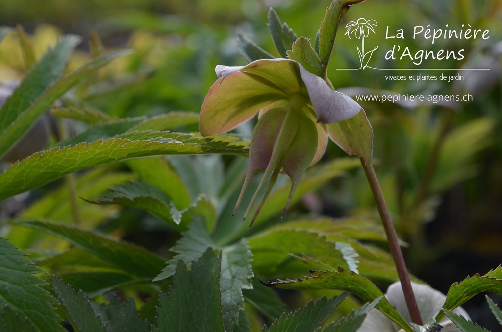 Helleborus purpurascens -La Pépinière d'Agnens