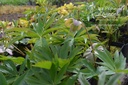 Helleborus purpurascens -La Pépinière d'Agnens